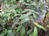 Эсхинантус мраморный (Aechynanthus marmoratus)